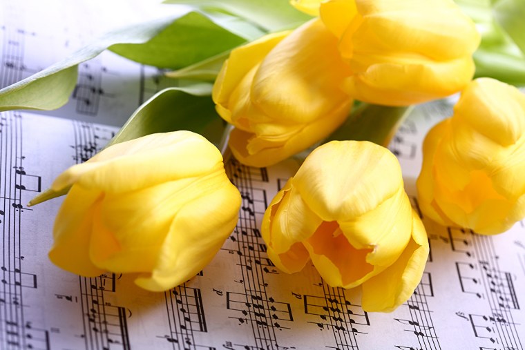 Желтые тюльпаны