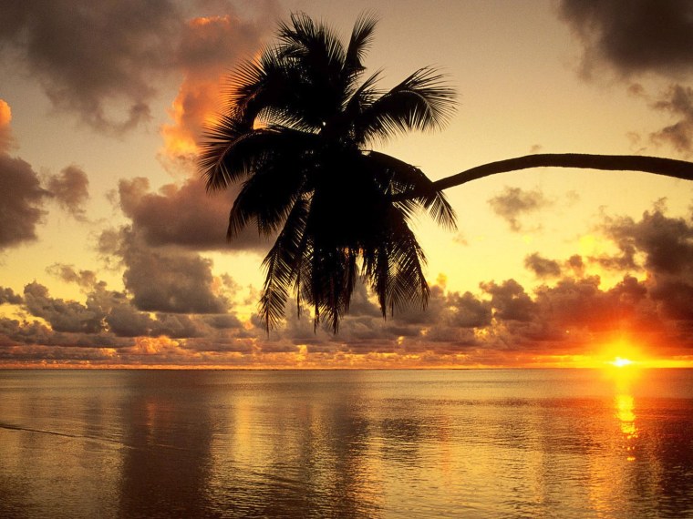 Рассвет пальмы