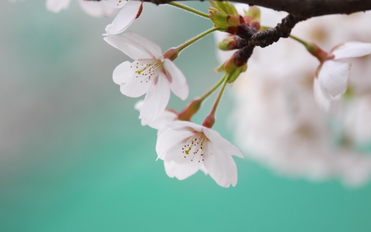 Цветущая вишня