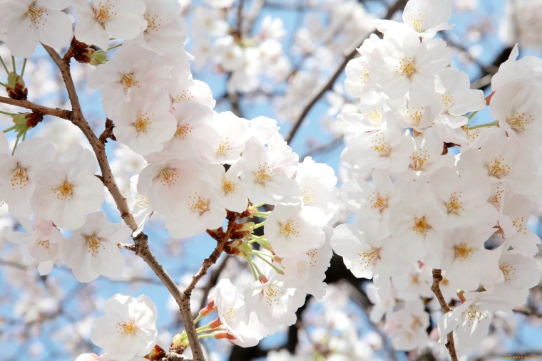 Магнолия дарахти