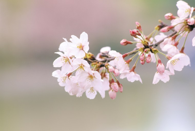 Картинки на рабочий стол Весна