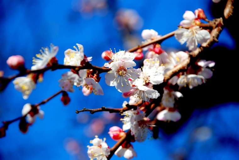 Природа весной