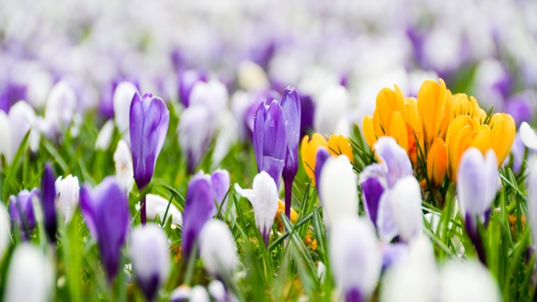 Белоголовая овсянка