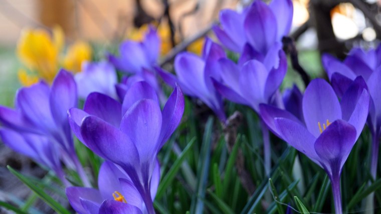 Котёнок с цветком