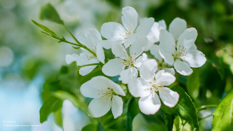 Ветка Цветущая