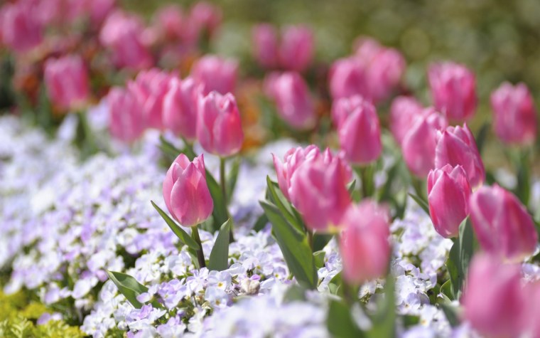 Крокус Шафран цветок