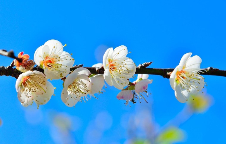 Ландыш плосколистный