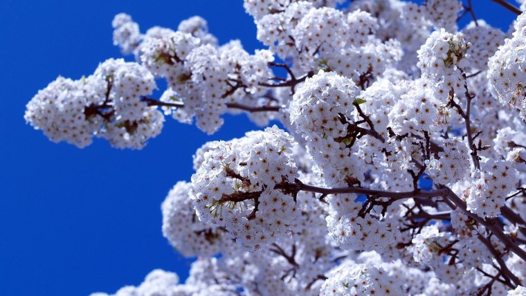 Сакура белая махровая