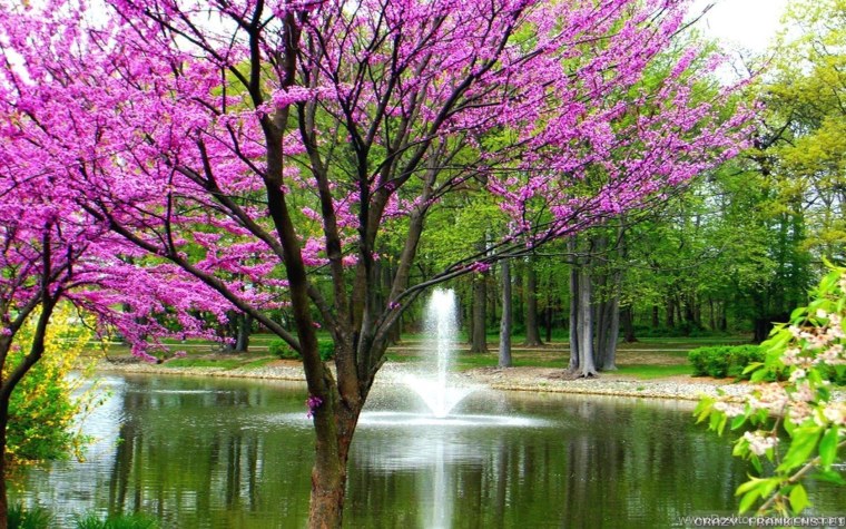 Заставка на рабочий стол цветы