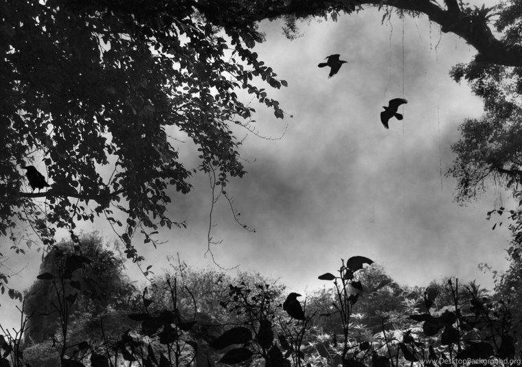 Темный лес с призраками