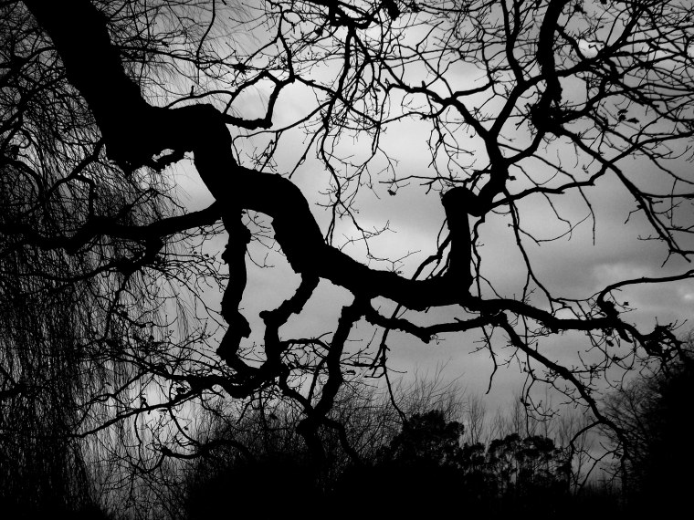 Лес темный страшный