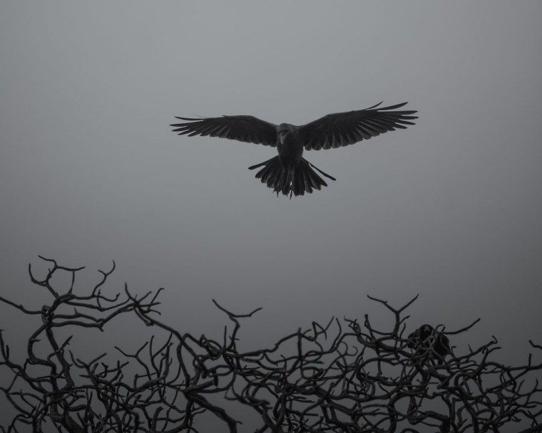 Фоны профиля Steam