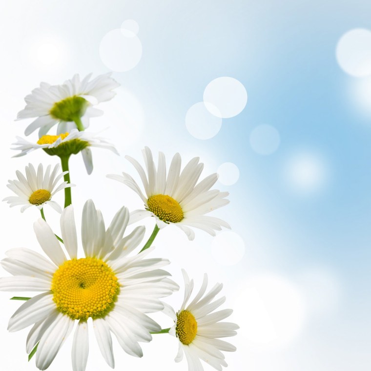 Баннер с ромашками