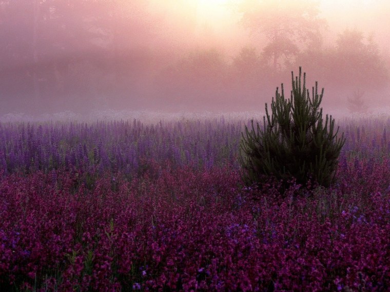 Фиолетовая ночь