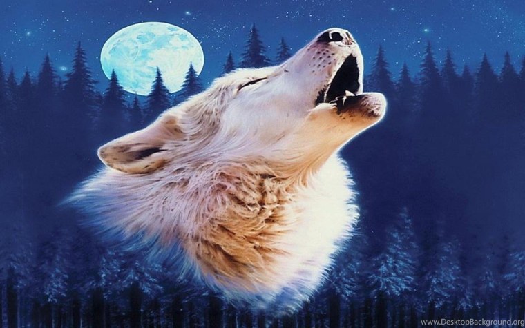 Волк на заставку