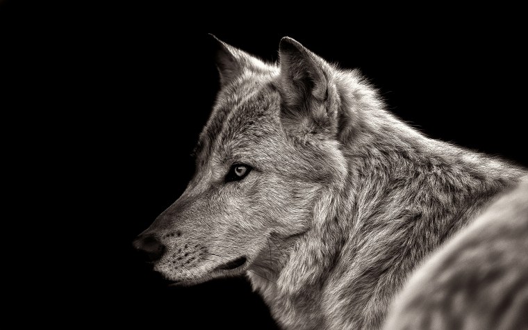 Белая волчица