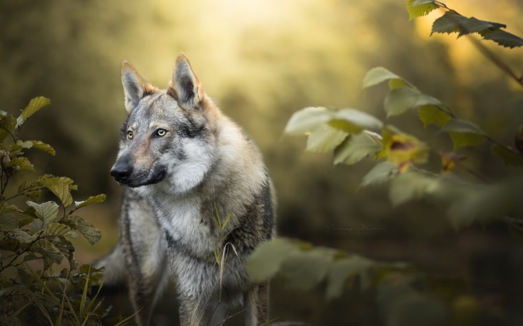 Красивый волк