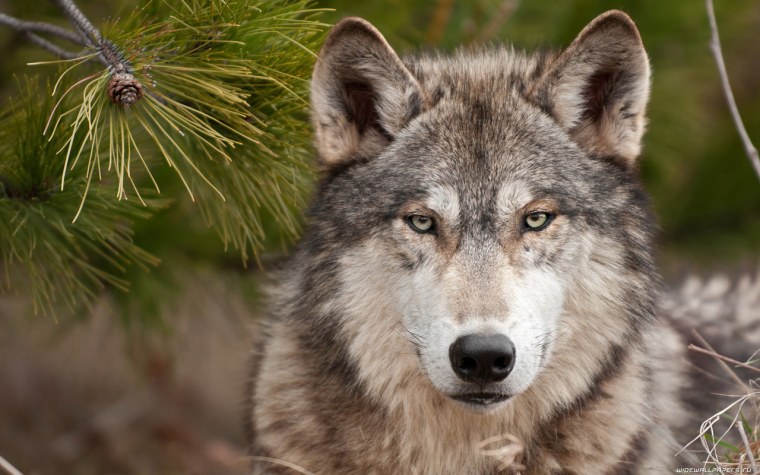 Красивые обои с волками