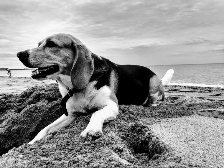 Бордер колли белый