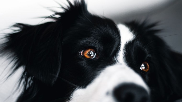 Черно белая собака