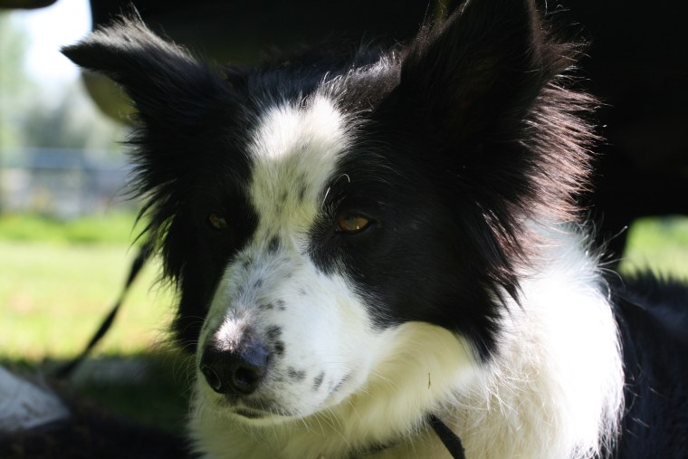 Австралийская бордер колли