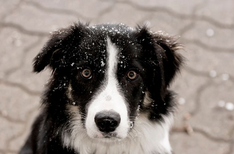 Бордер колли лохматые