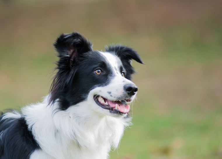 Щенок черно белый