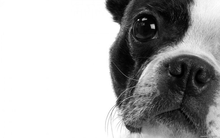 Бордер колли длинношерстный