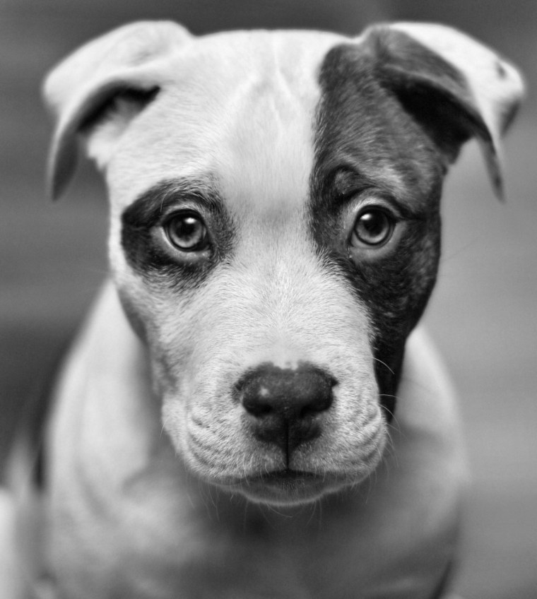 Колли Седая