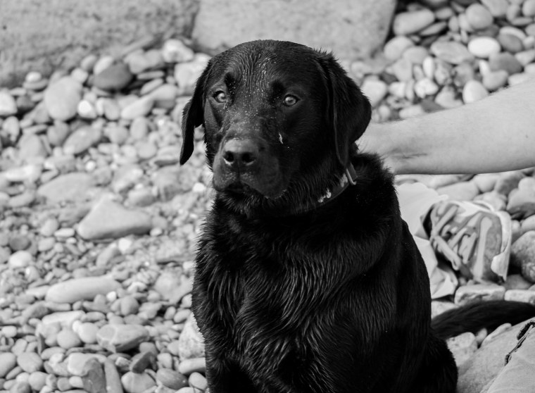 Лабрадор щенок черно белый