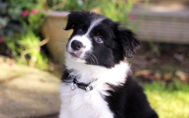 Бордер колли анфас