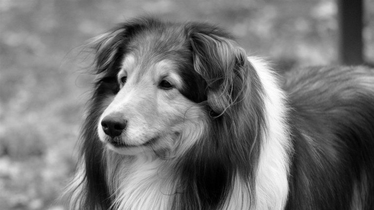 Тибетский терьер белый