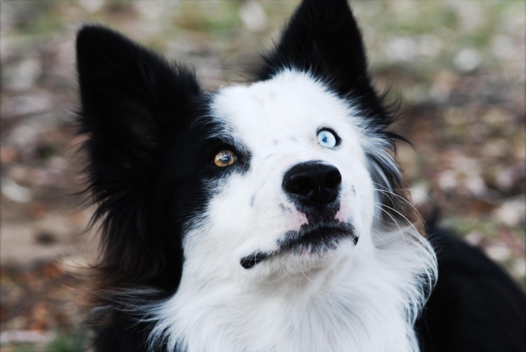 Бордер колли щенки