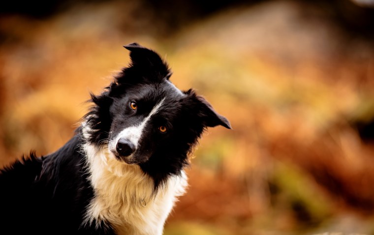 Бордер колли черный