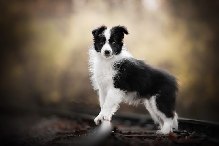 Бордер колли Блю Мерль