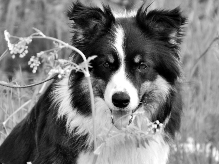 Морда собачки