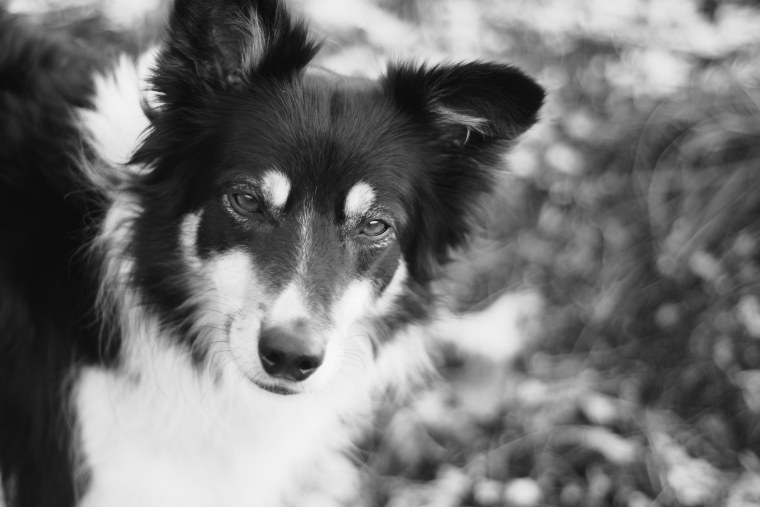 Бордер колли чёрно белый