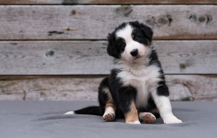 Милый черно-белый пёсик