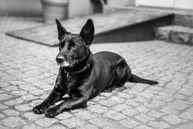 Чёрно белая собака