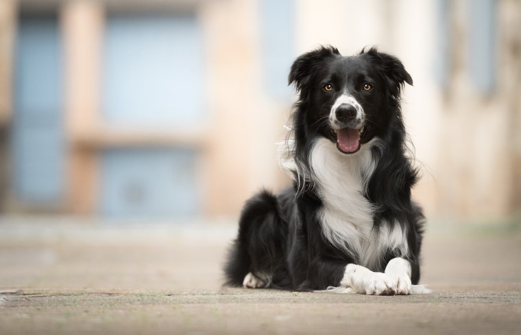 Бордер колли белый щенок