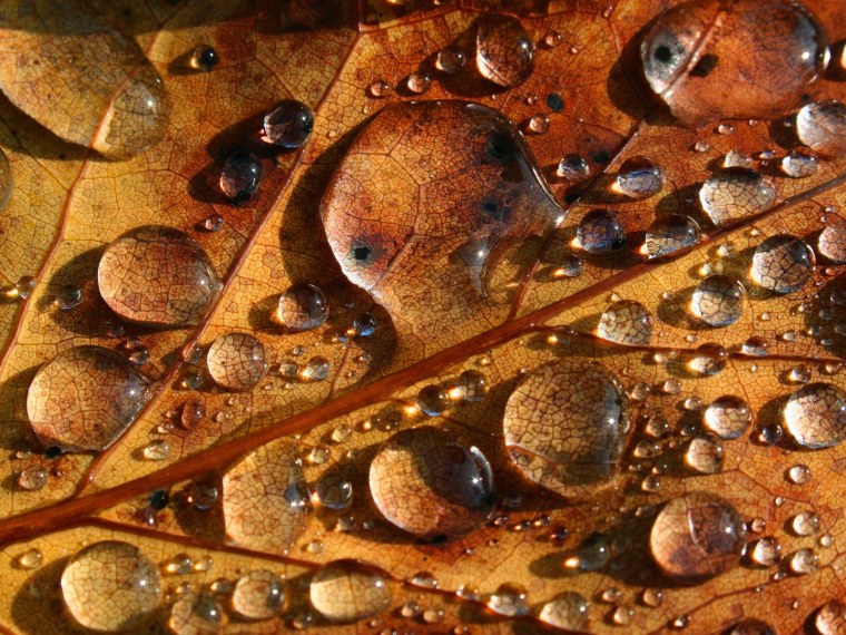 Коричневый цвет в природе