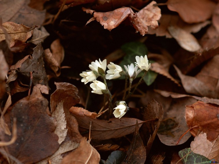Коричневый в природе