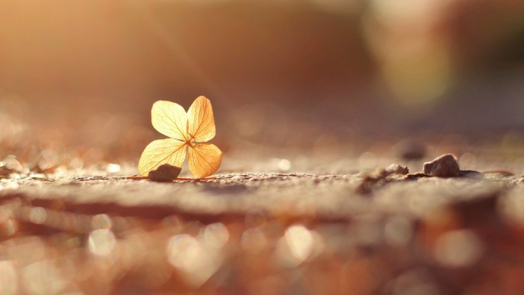 Природа в бежевых тонах