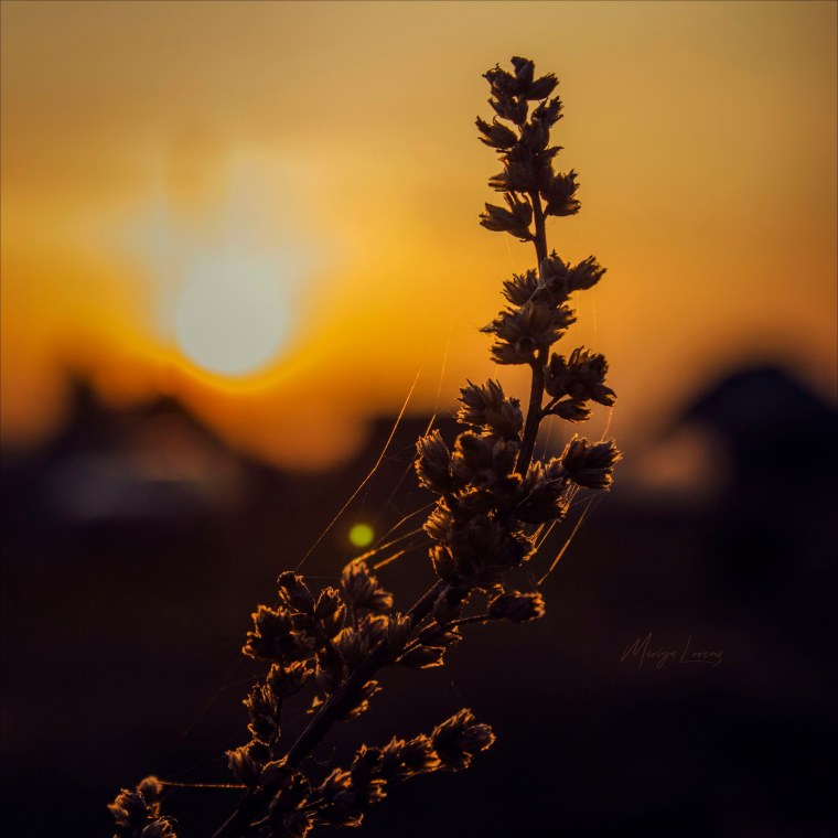 Красивые пейзажи в коричневых тонах