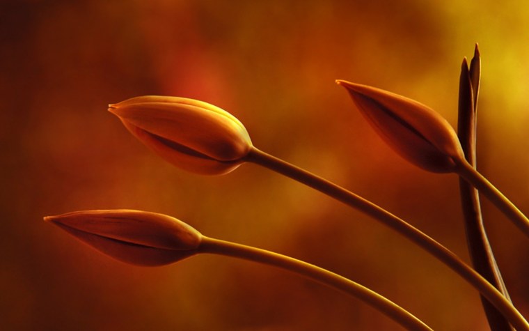 Коричневые цветы