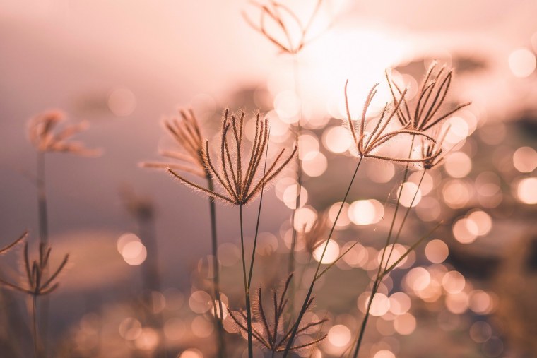 Цветы в коричневых тонах