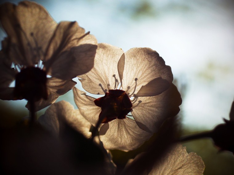 Шоколадный фон