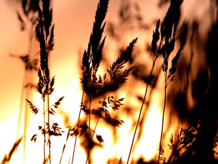 Абстракция в коричневом цвете