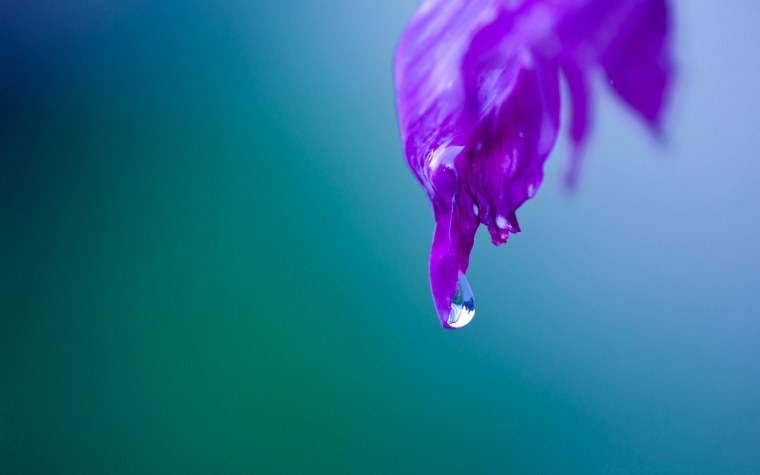 Фиолетовые обои