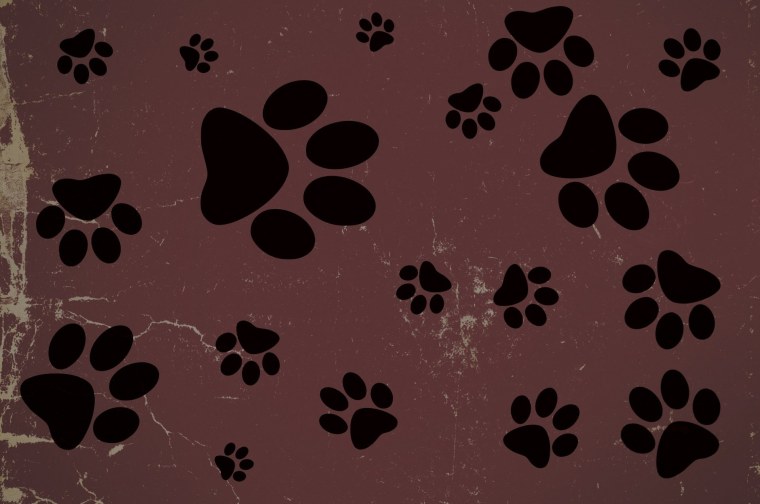 Кошачьи следы